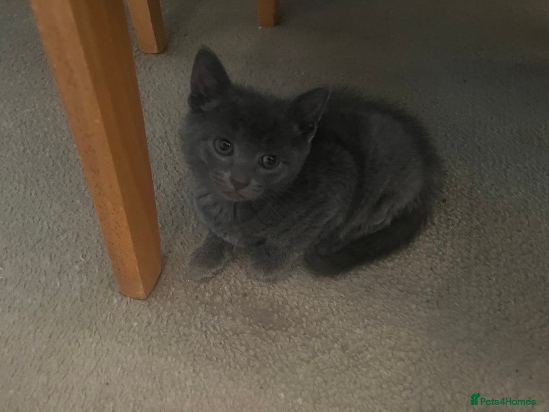 Mixed Breed cats for sale: Mixed breed - BSH and Selkirk Rex female kitten  - Image 5