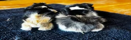 Guinea Pig rodents for sale: 2 beautiful boys  - Advert 3