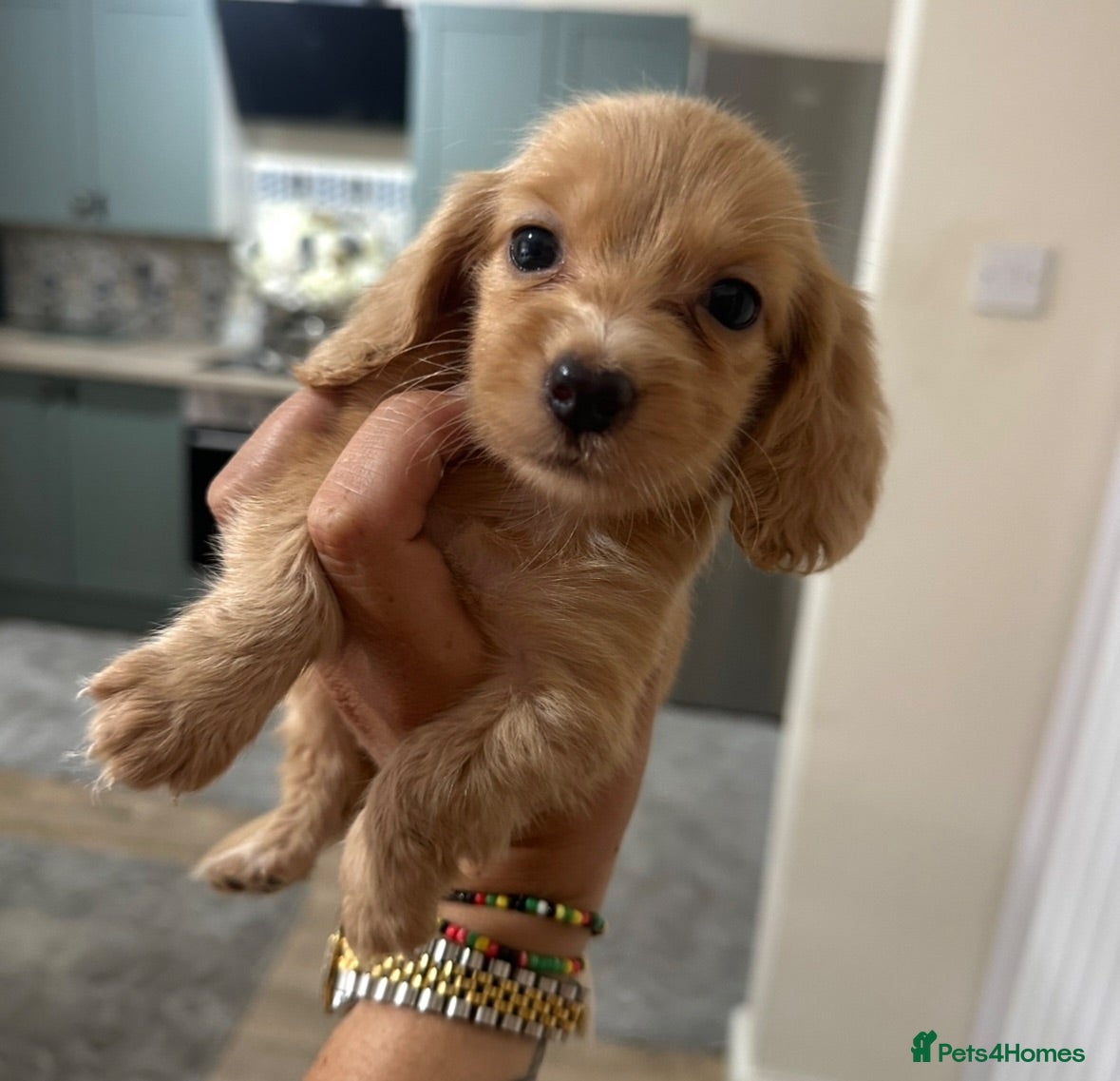 Dachshund dogs Beautiful KC Registered Long-Haired Dachshund Pups - Advert 18