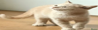 British Shorthair 1