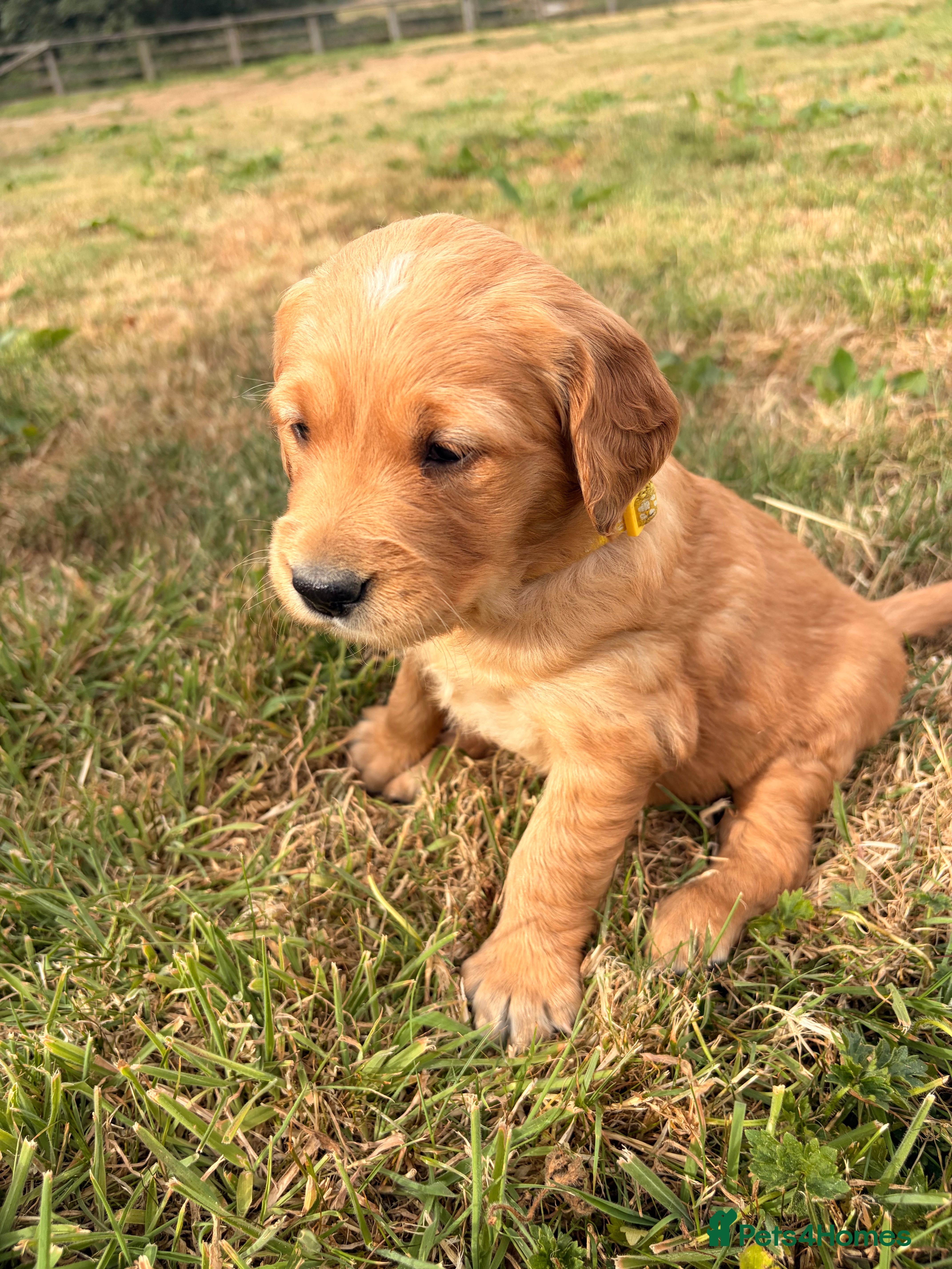 Golden Retriever dogs Outstanding breadlines with extensive health tests - Advert 2