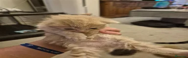Persian 4