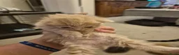 Persian cats for sale: 5 beautiful persian x tabby kittens  - Advert 5