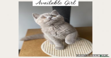 British Shorthair cats - Advert 5