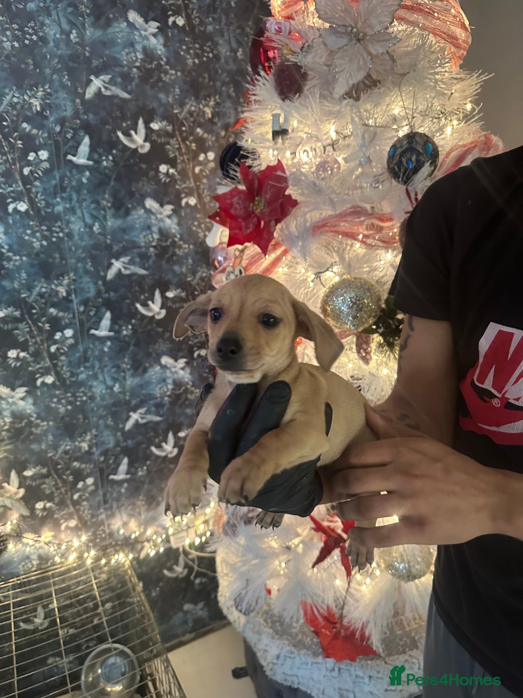 Mixed Breed dogs for sale: Chiwennie puppies  - Advert 15