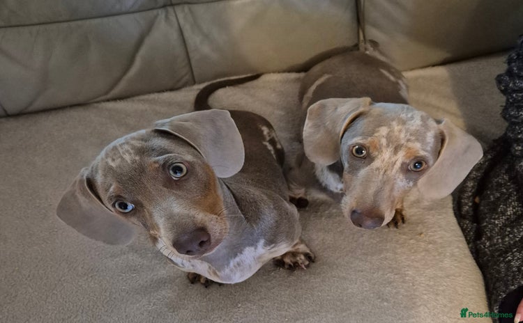 Dachshund dogs - Advert 8