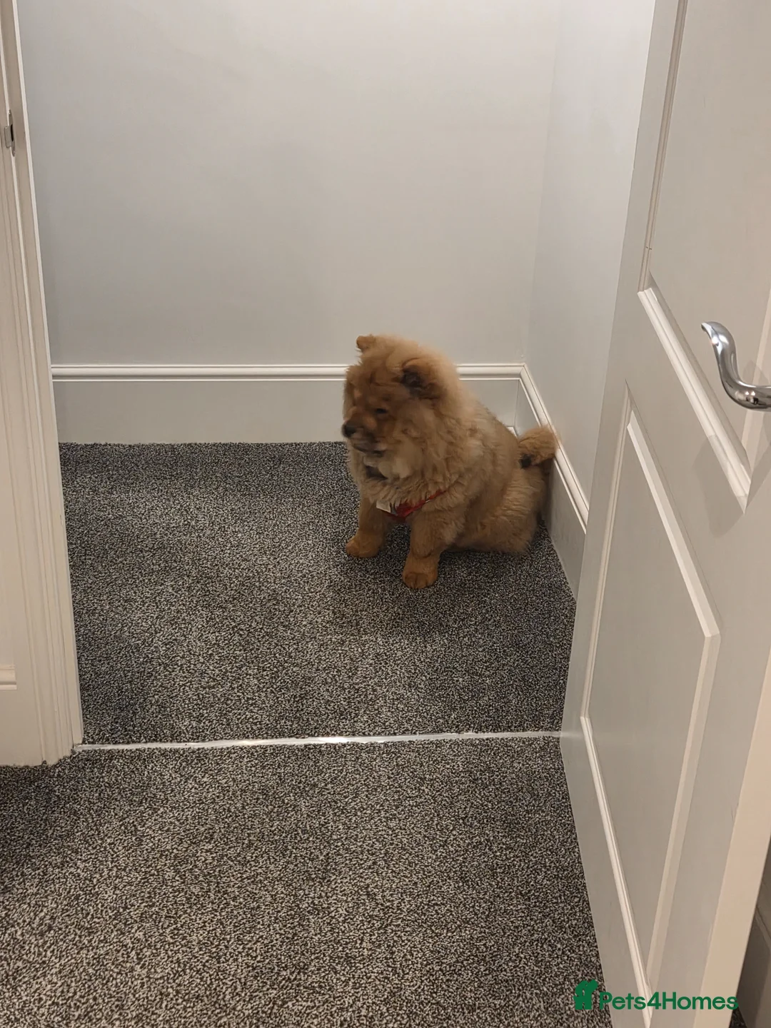 Chow Chow dogs for sale: Chow chow  in Wakefield - Advert 2