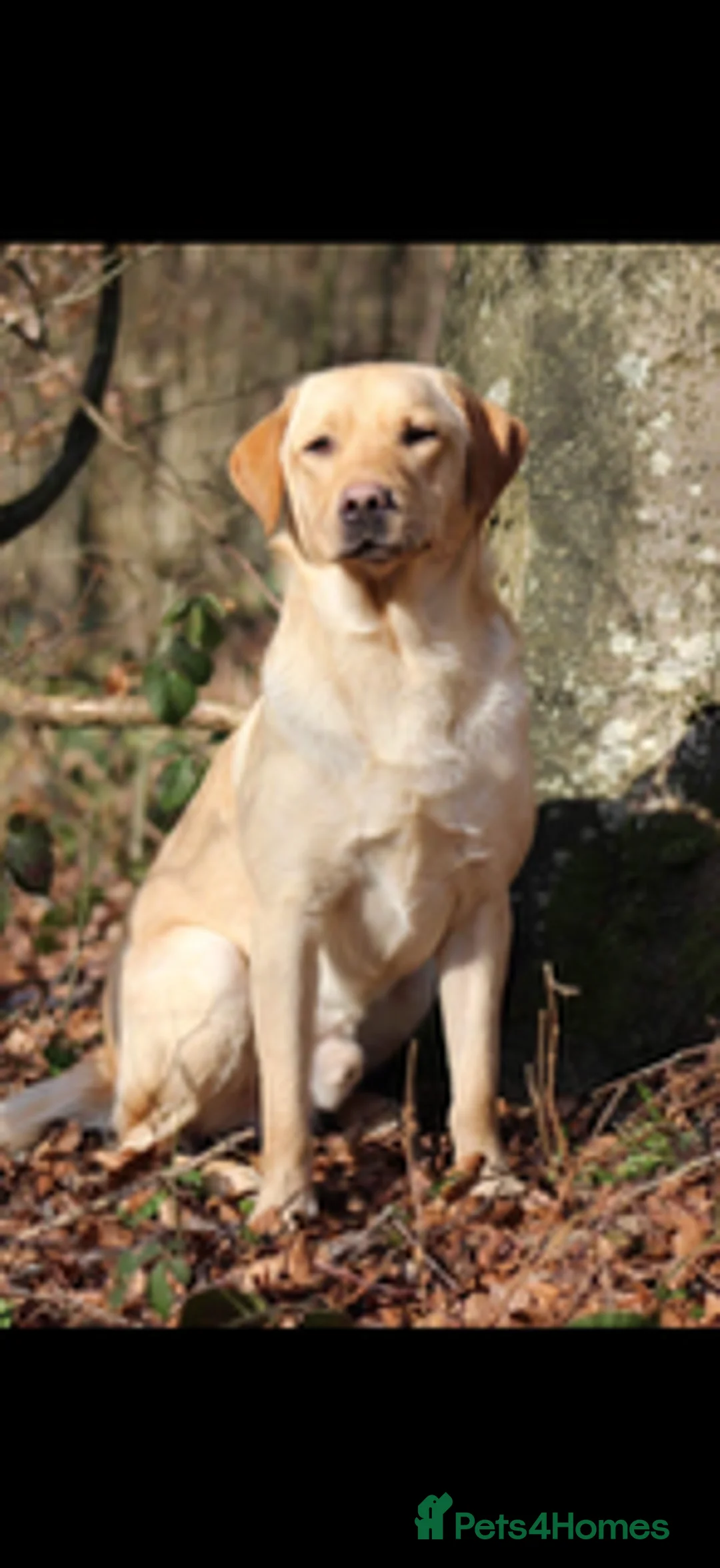 Labrador Retriever dogs for sale: Waiting List Now Open for Exceptional Litter in Camberley - Advert 2
