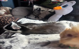 Guinea Pig rodents for sale: 2 beautiful funky girls - Advert 3