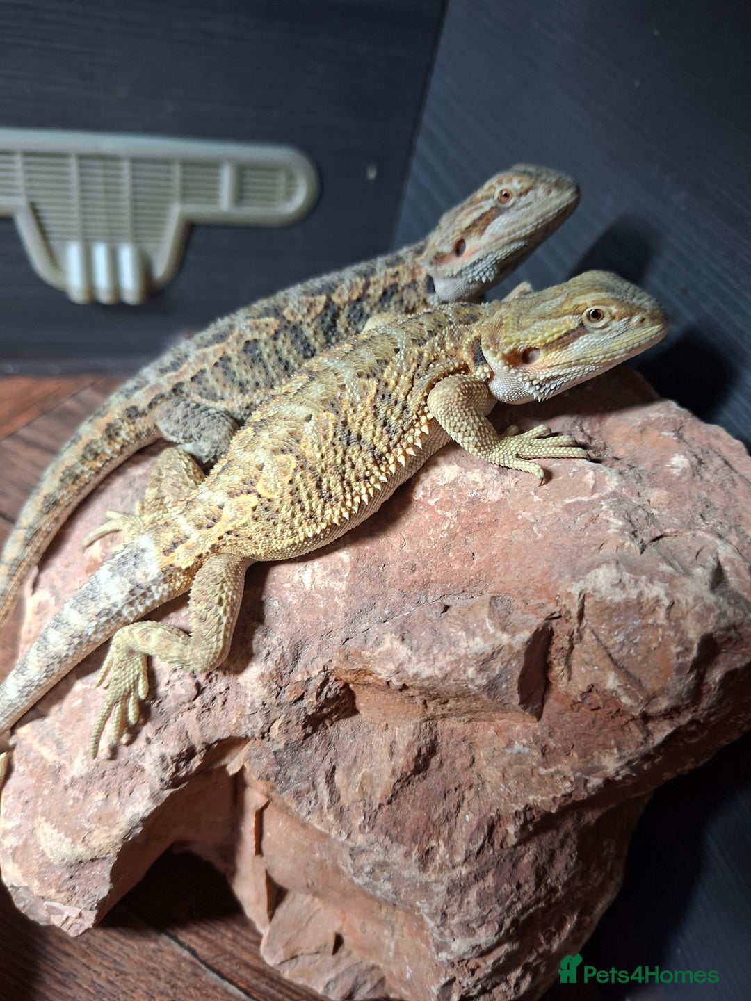 Bearded Dragon reptiles for sale: Baby bearded dragons - Image 2