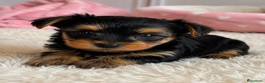 Yorkshire Terrier 1