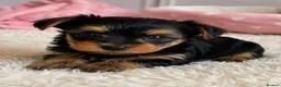 Yorkshire Terrier dogs for sale: Beautiful Yorkshire Terrier Girl Puppies - Advert 4