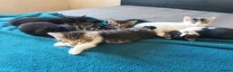 Mixed Breed cats for sale: 5 Beautiful Kittens need loving home - Advert 23