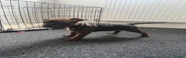 Staffordshire Bull Terrier 4