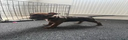 Staffordshire Bull Terrier dogs for sale: Staffordshire Bull Terrier Puppies - Advert 11