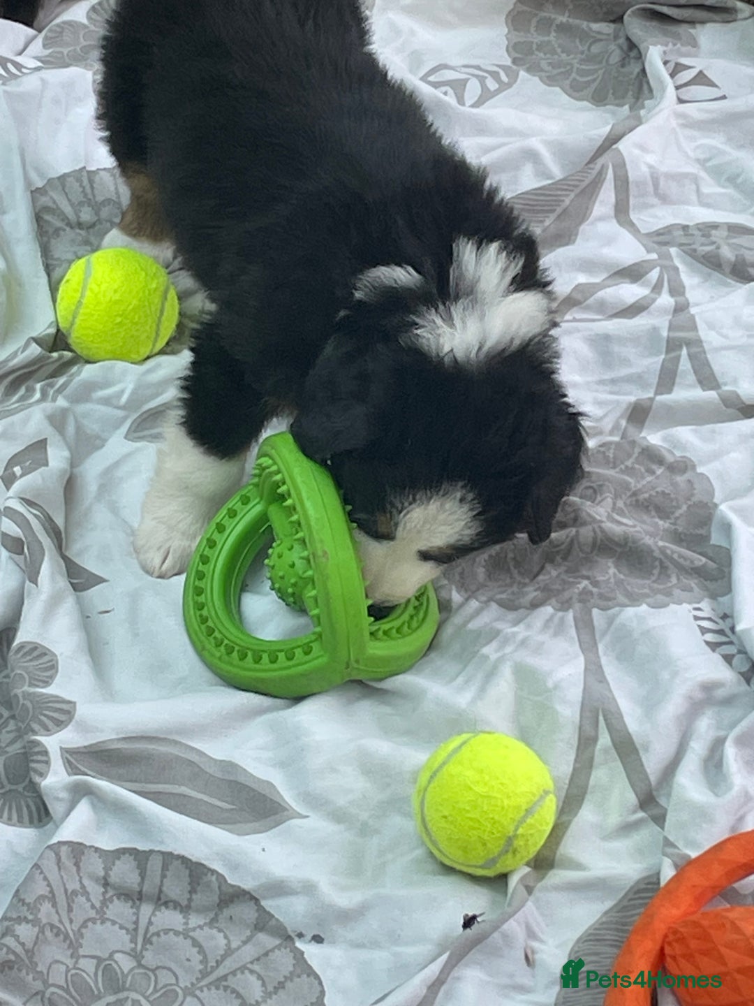 Bernese Mountain Dog dogs for sale: Beutiful boys and girl - Image 15