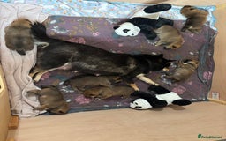 Japanese Shiba Inu dogs for sale: KC Registered Japanese Shiba-Inus  - Image 17