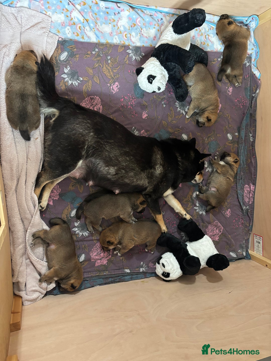 Japanese Shiba Inu dogs for sale: KC Registered Japanese Shiba-Inus  - Image 17