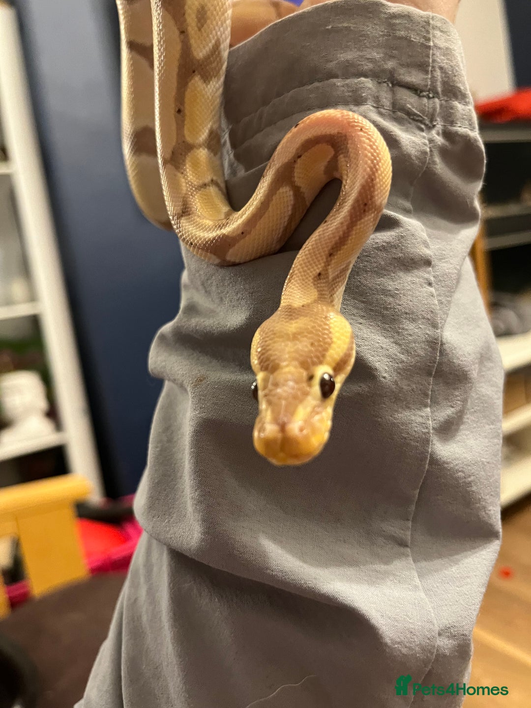 Python Snake reptiles for sale: Ball python with set up  - Image 3
