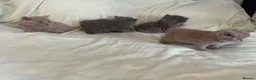 British Shorthair cats for sale: Beautiful Bsh kitten - Advert 12