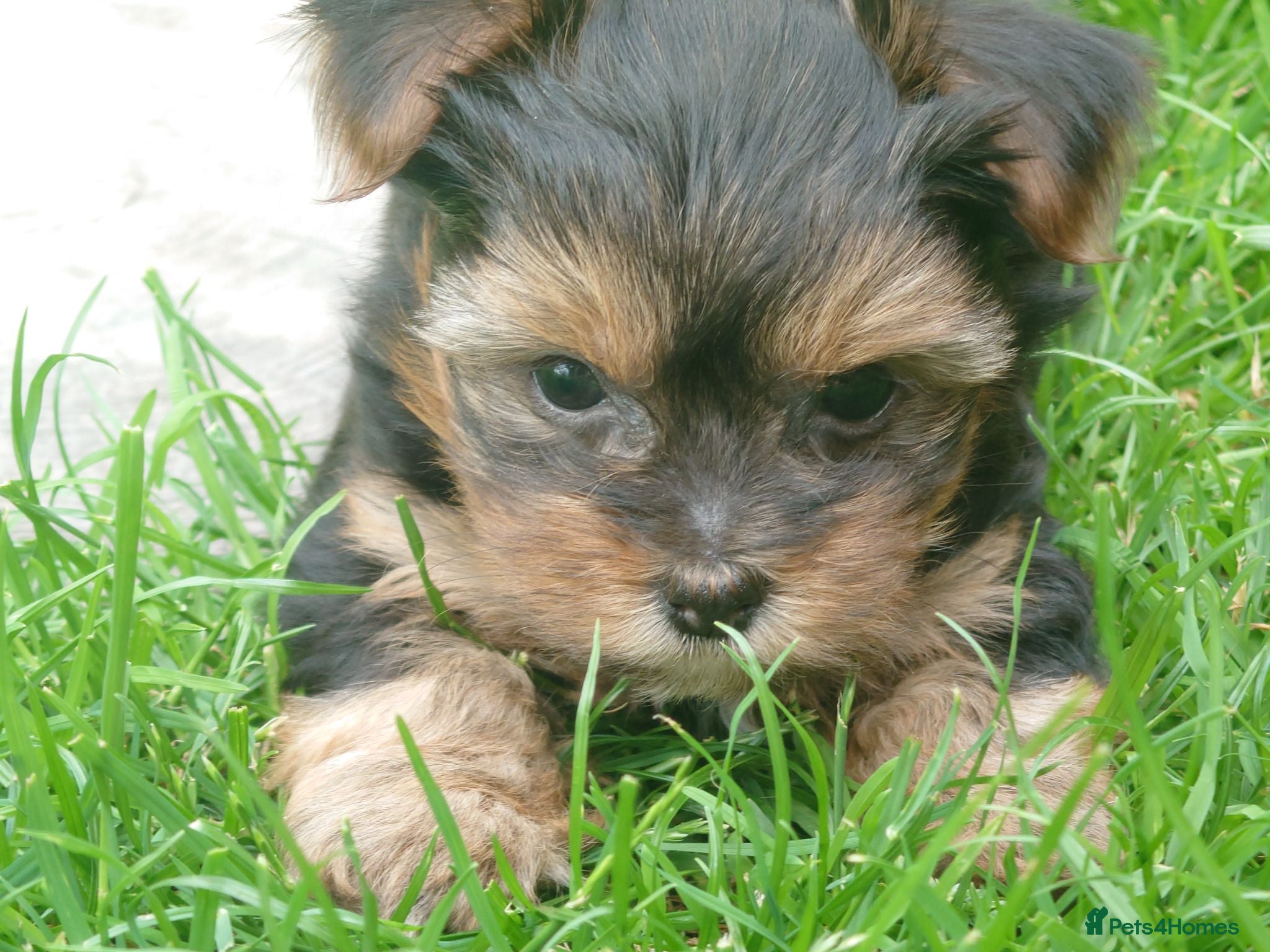 Yorkshire Terrier dogs Yorkshire puppies  - Advert 1