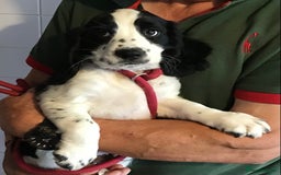 Cocker Spaniel dogs for sale: LAST PUPPY, READY 2 GO, 5* COCKER SPANIELS - Image 13