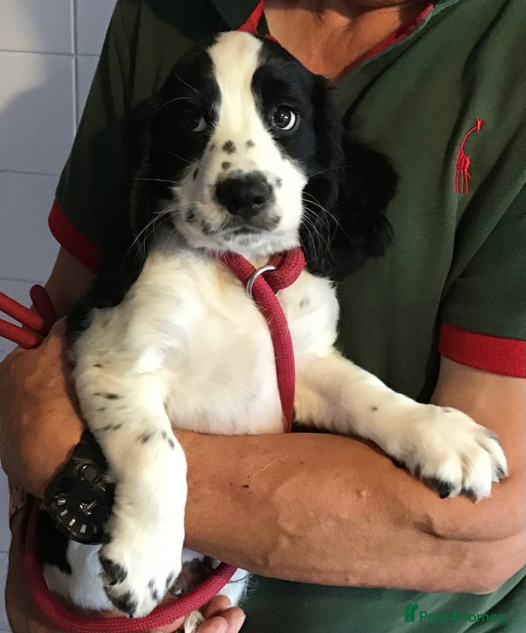 Cocker Spaniel dogs for sale: LAST PUPPY, READY 2 GO, 5* COCKER SPANIELS - Image 13