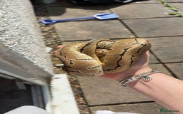Python Snake reptiles for sale: pinstripe ball python for sale or good offers  - Image 3