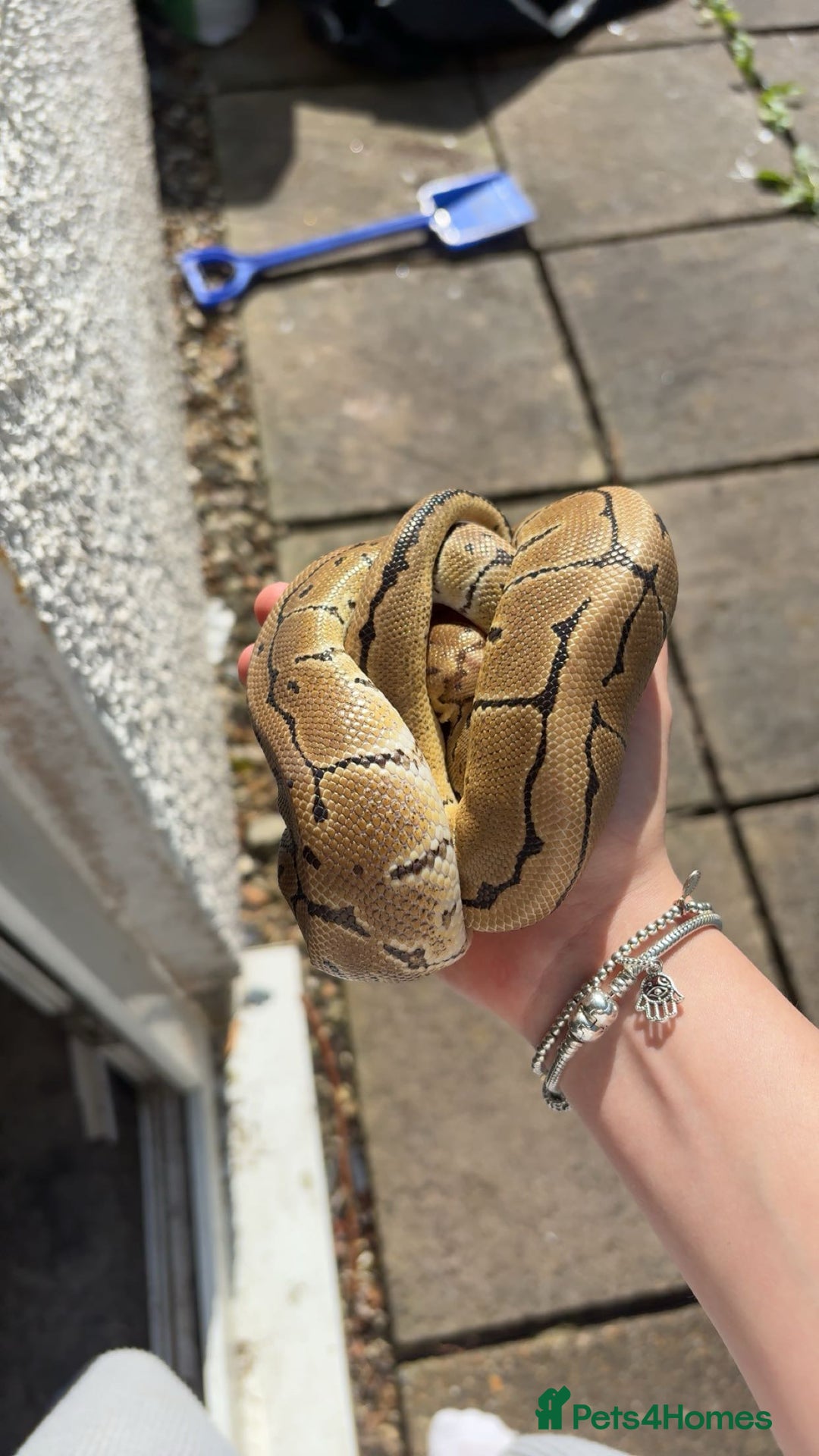 Python Snake reptiles for sale: pinstripe ball python for sale or good offers  - Image 3