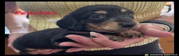Miniature Dachshund dogs for sale: Miniature Dachshund puppies ⭐⭐ - Advert 11