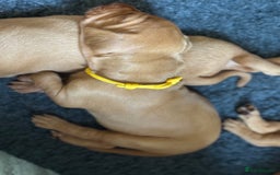 Hungarian Vizsla dogs for sale: Hungarian Vizsla Puppies - Outstanding Pedigree  - Advert 4