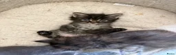 Ragcoon cats for sale: Mâine Coon x Ragdoll, Ragcoon kittens available  - Advert 5