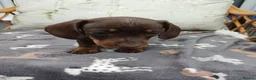 Miniature Dachshund dogs for sale: Miniature dachshund puppies  - Advert 4