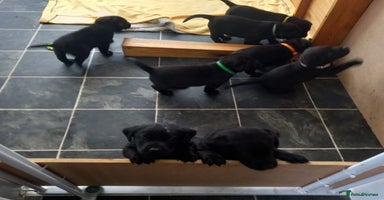 Labrador Retriever dogs Excellent KC Registered working Black Lab pups  - Advert 4