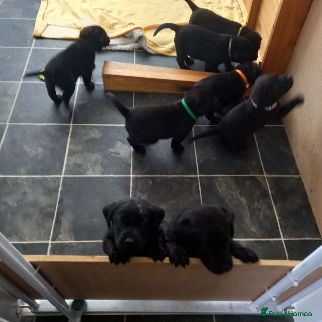 Labrador Retriever dogs for sale: Excellent KC Registered working Black Lab pups  - Image 11