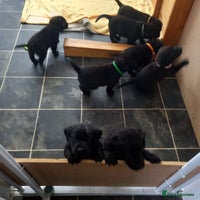 Labrador Retriever dogs Excellent KC Registered working Black Lab pups - Advert 4