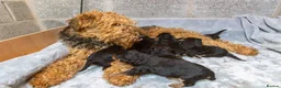 Airedale Terrier dogs for sale: ⭐️QUALITY KC AIREDALE TERRIERS PUPPIES⭐️ - Advert 1