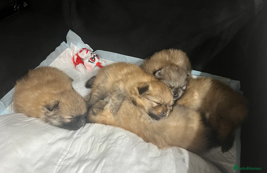 Pomeranian dogs for sale: 5 gorgeous Pomeranian puppies - Advert 13