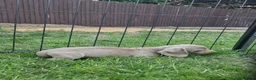 Mixed Breed dogs for sale: READY NOWPatterjack x daxie 2boys 2Girl available  - Advert 11