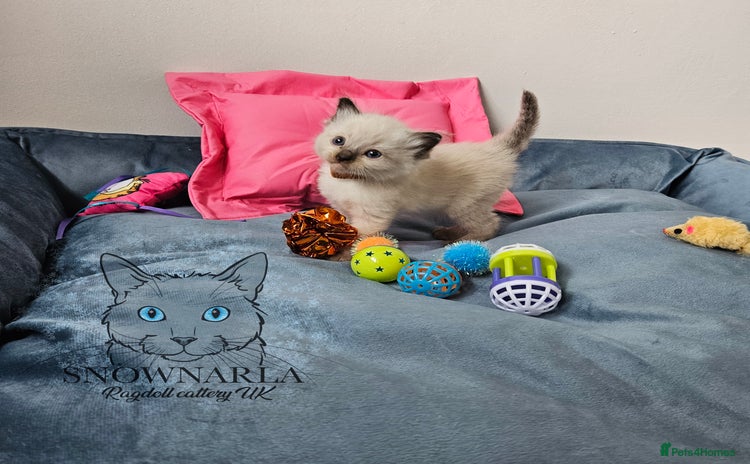 Ragdoll cats - Advert 5