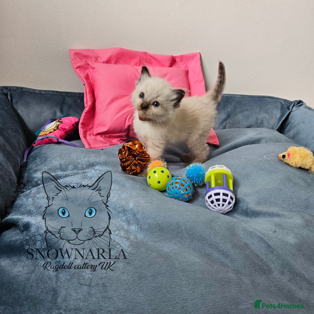 Ragdoll cats for sale: 3 Tica Boys Genetic test Certyficate HCM and PKD  - Image 2