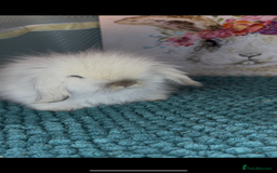 Mini Lion Lop rabbits for sale: Gorgeous fluffy mini lion lop baby bunnies - Image 5