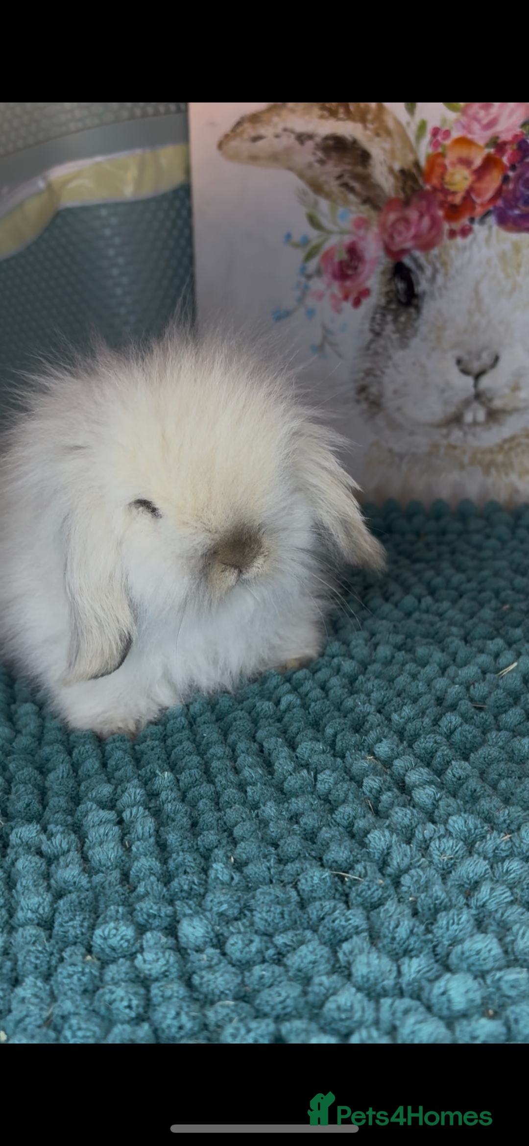 Mini Lion Lop rabbits for sale: Gorgeous fluffy mini lion lop baby bunnies - Image 5