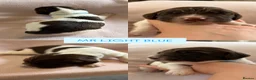 English Springer Spaniel dogs for sale: 6 English Springer Spaniel Pups  - Advert 3