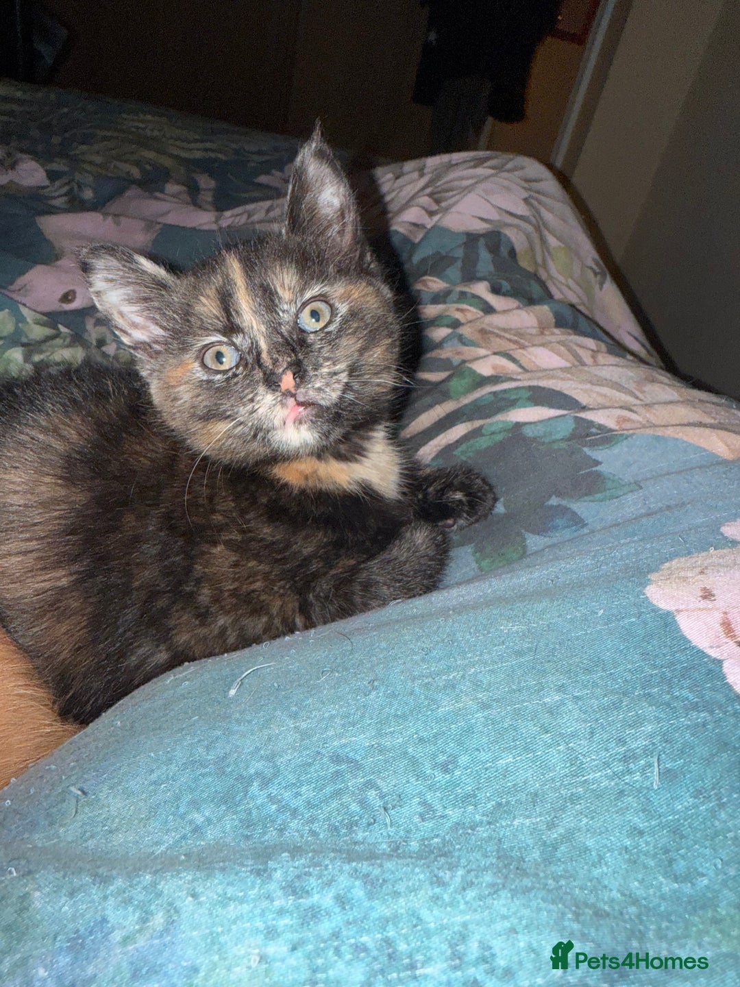 Mixed Breed cats for sale: 4 Gorgeous babies looking for their forever homes  - Advert 8