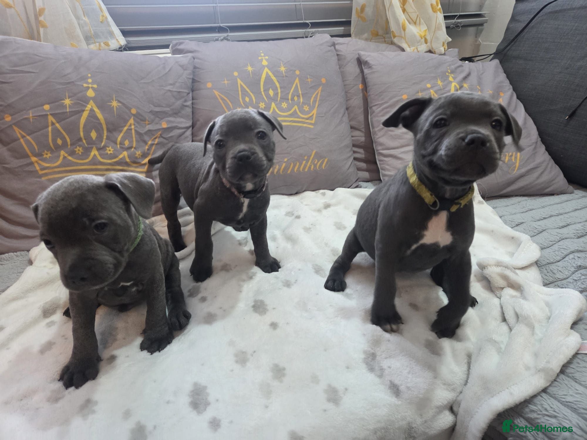 Staffordshire Bull Terrier dogs Beautiful Blue Staffies ❤️🙌 - Advert 12