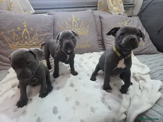 Staffordshire Bull Terrier dogs Beautiful Blue Staffies ❤️🙌 - Advert 12