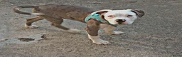 Alapaha Blue Blood Bulldog dogs for sale: Male alapaha blue blood bulldog pup 6 months  - Advert 14