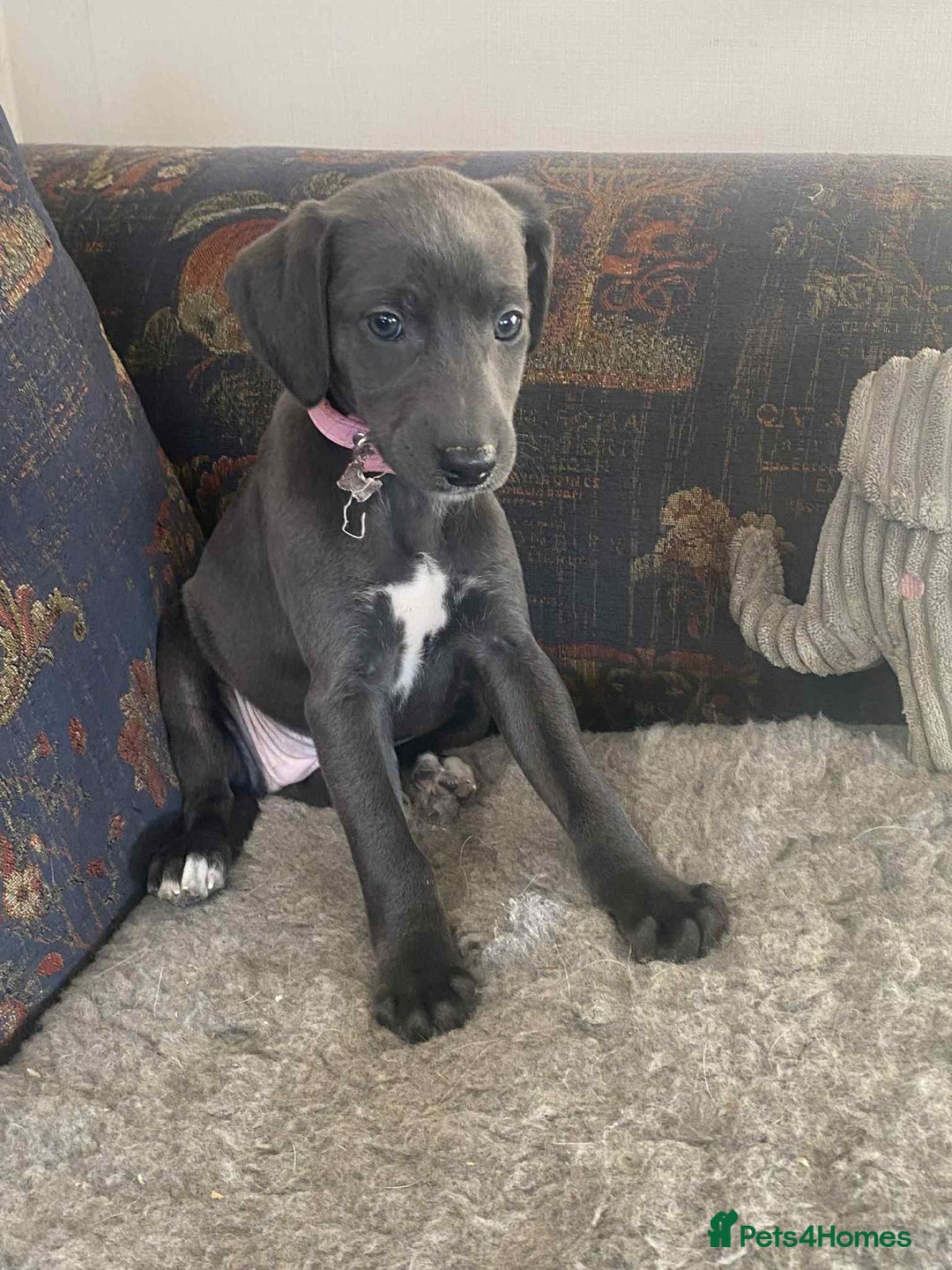 Mixed Breed dogs for sale: Beautiful Saluki x Whippet puppies - Advert 28