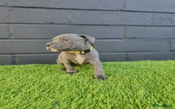 Staffordshire Bull Terrier dogs for sale: Blue Staffordshire Bull Terrier Champion Pups - Image 4